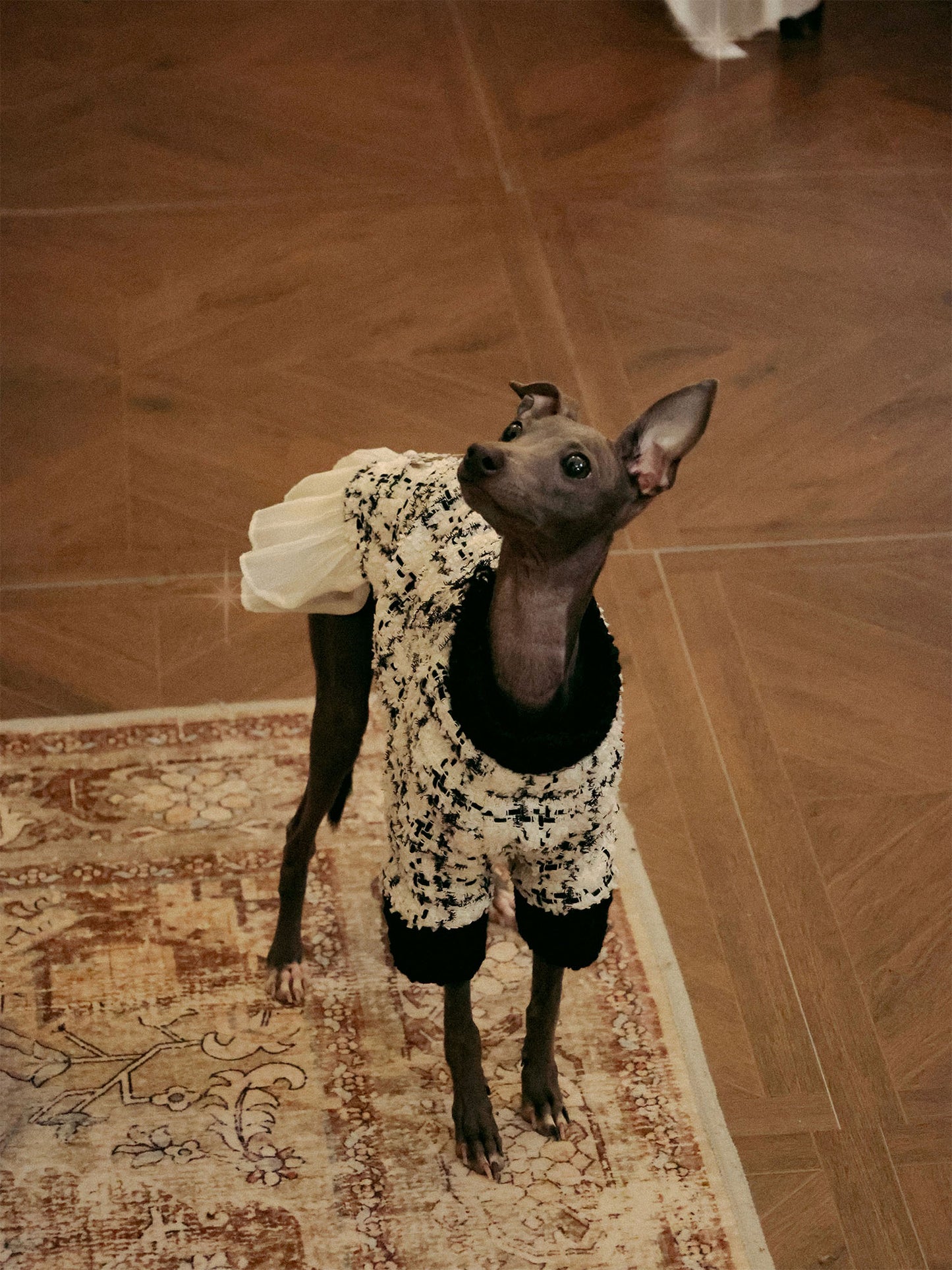 「Muse」Tweed Ruffle Set